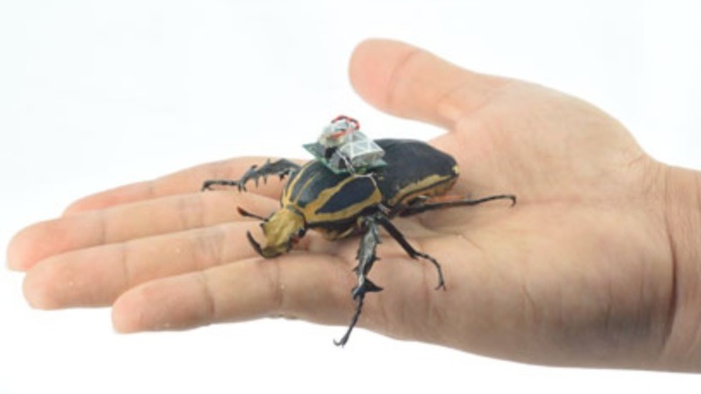 Remote control beetle