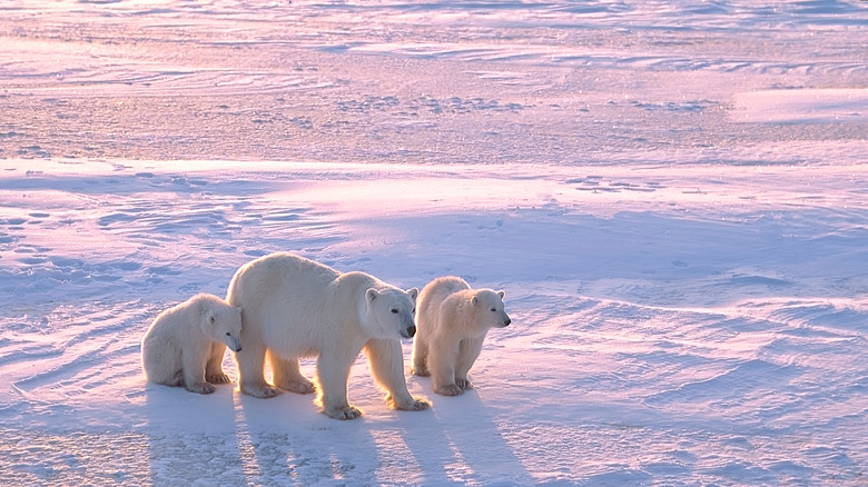 Polar bear family