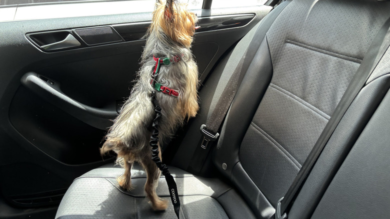 Yorskhire terrier wearing seat belt