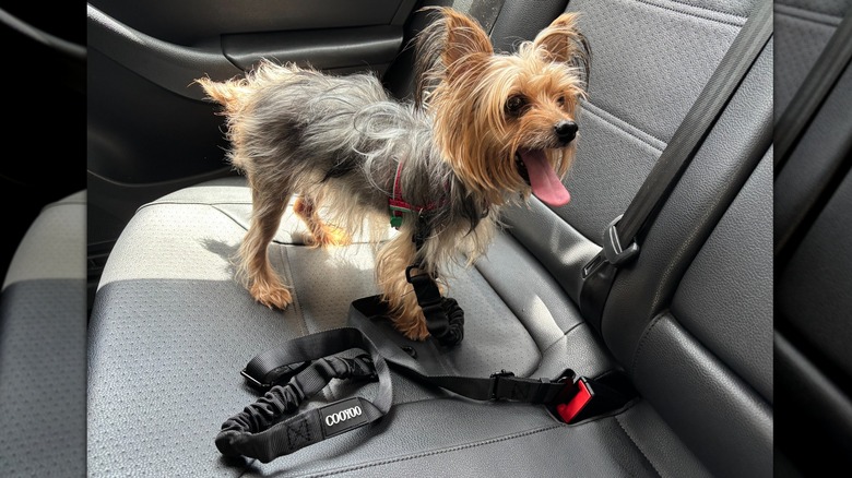 Yorskhire terrier wearing seat belt