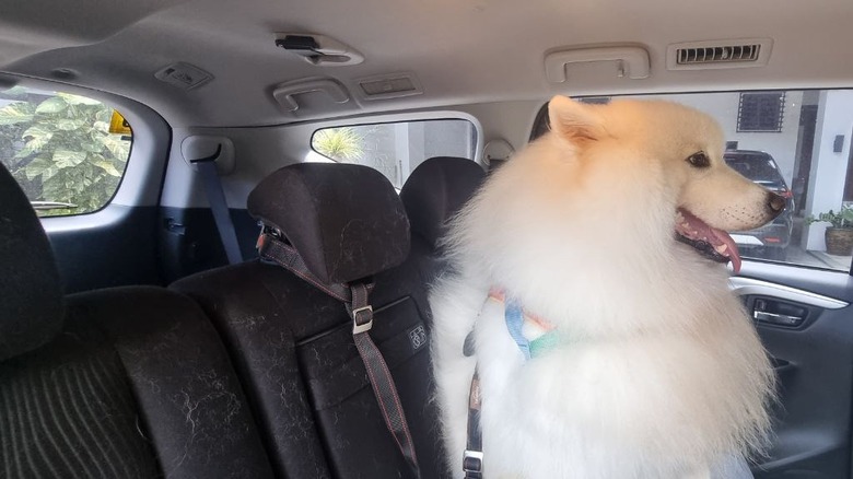 Samoyed wearing LIOOPET Seat Belt