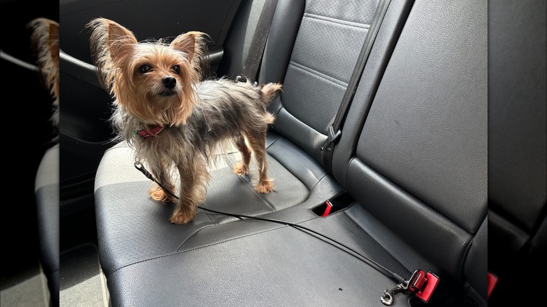 Yorkshire terrier with Mogoko Seatbelt