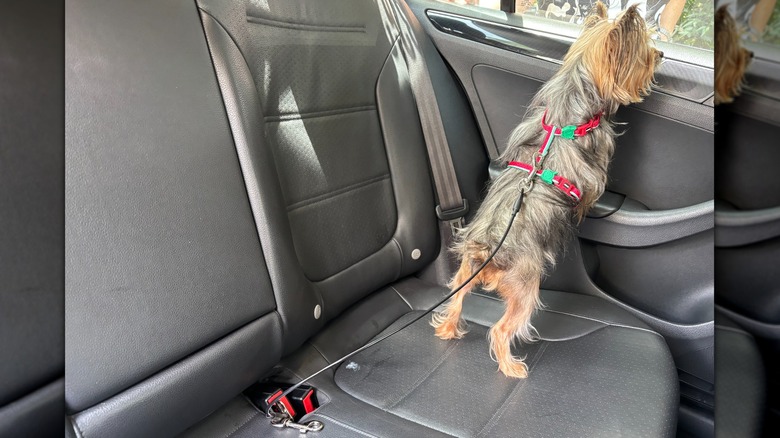 Mogoko chewproof dog seat belt