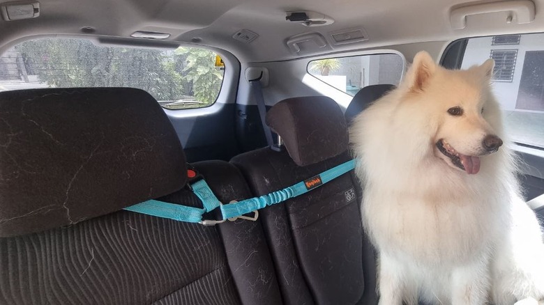 Samoyed wearing Laqiback seat belt