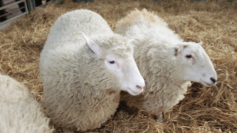 Dolly the sheep clones