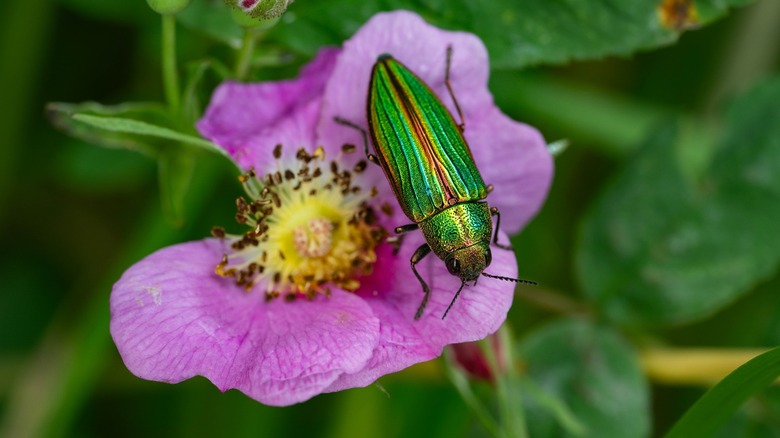 Golden Buprestid beetle photographed with RT25