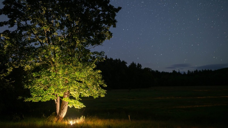 Long exposure shot of a maple tree lit by the RT25