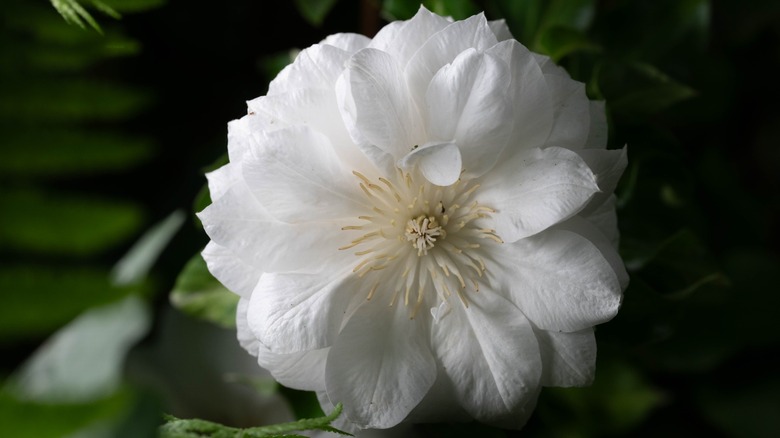 Clematis flower photographed with the RT25