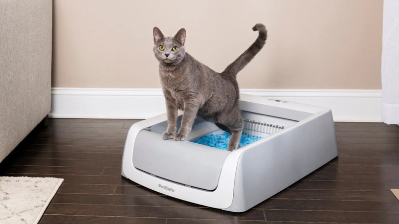 A cat sitting on a PetSafe smart litter.