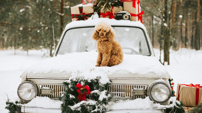 dog on top of car