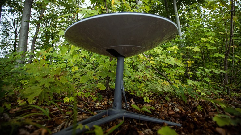 Starlink dish in forest