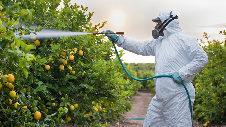 person spraying pesticide on oranges