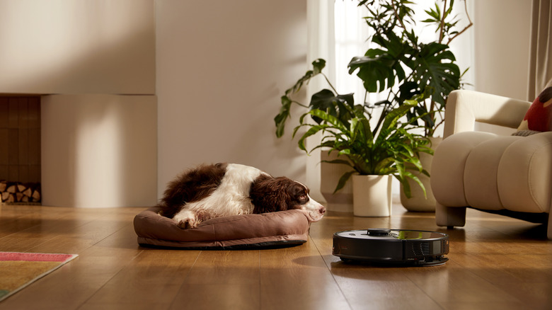 Roborock vacuum with dog