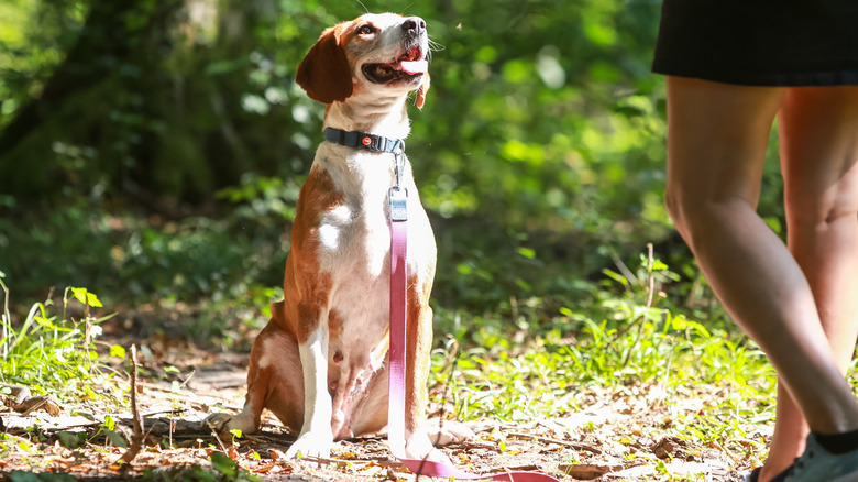 A dog with a pet tracker attached.