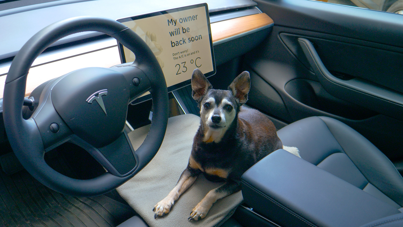 Tesla dog clearance