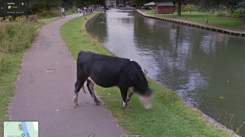 Cambridge Cow