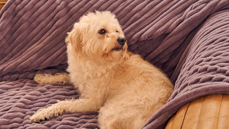 Dog sitting in Gotcozy heated blanket