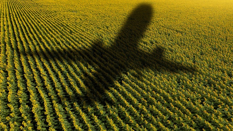 Shadow of an airplane over a field of sunflowers