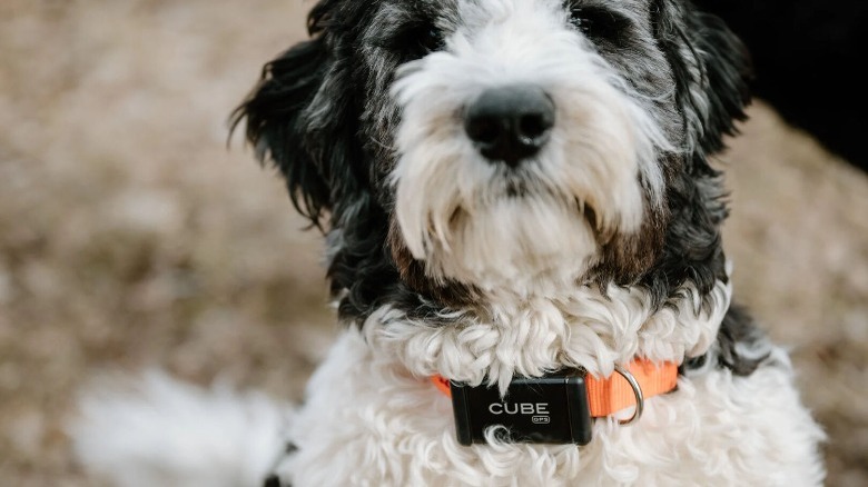 cube tracker on dog collar