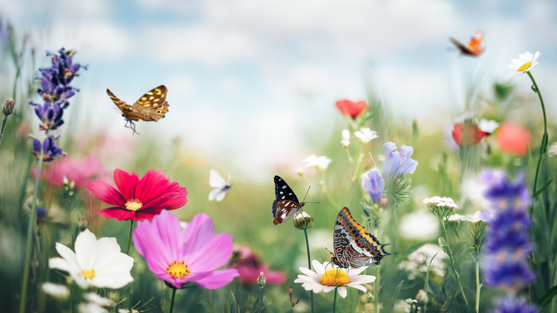 Butterflies on flowers