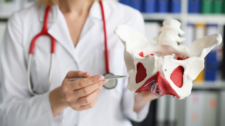 Doctor with model of pelvic floor bones