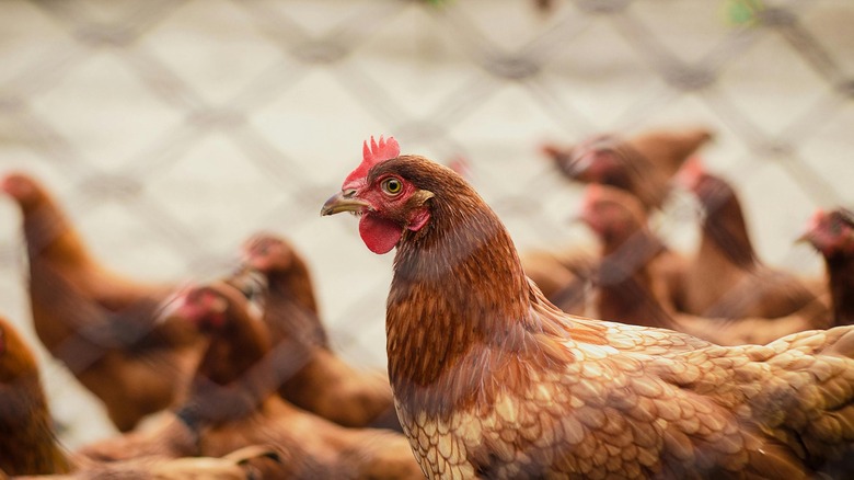 Brown hens behind a fence