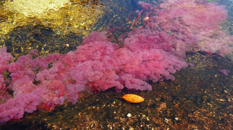 macarenia clavigera in the river of five colors