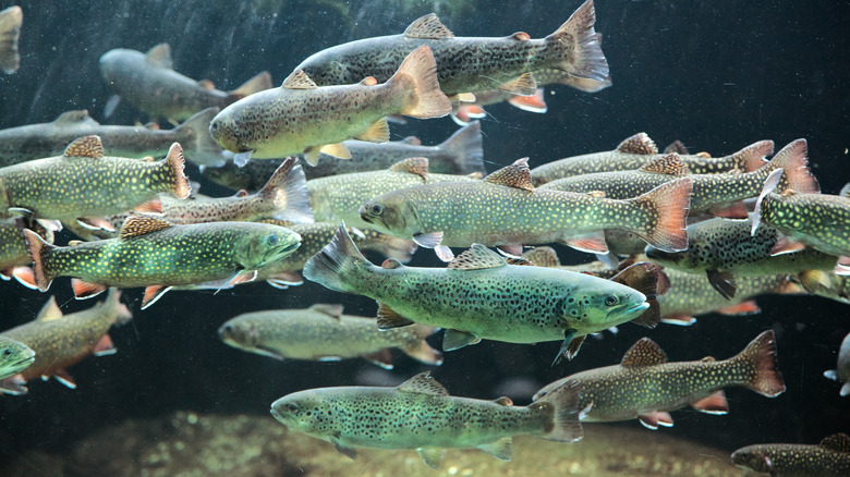 Fish migrating during spawning season