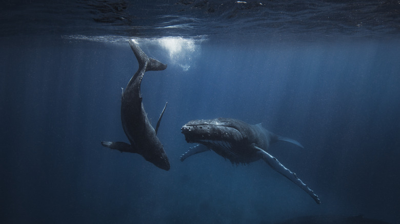 whale swimming with her calf