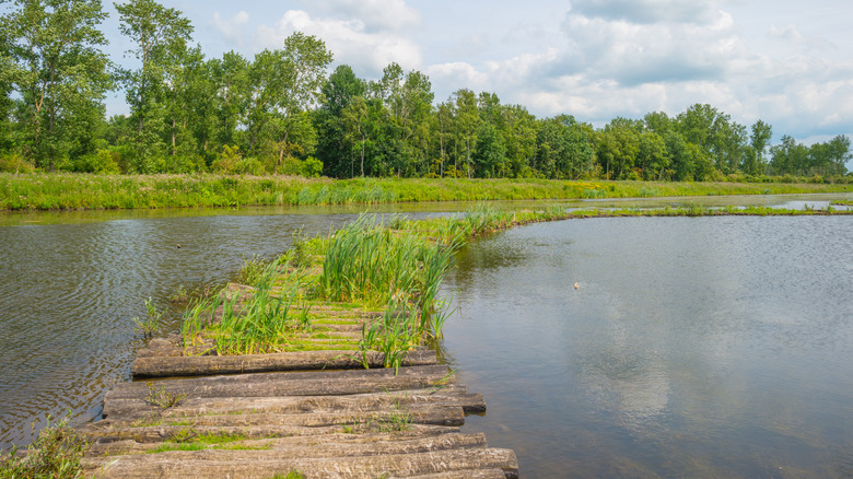 Row of logs forming a corduroy road in wetlands