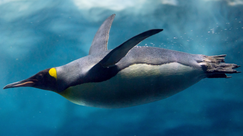 penguin swimming underwater