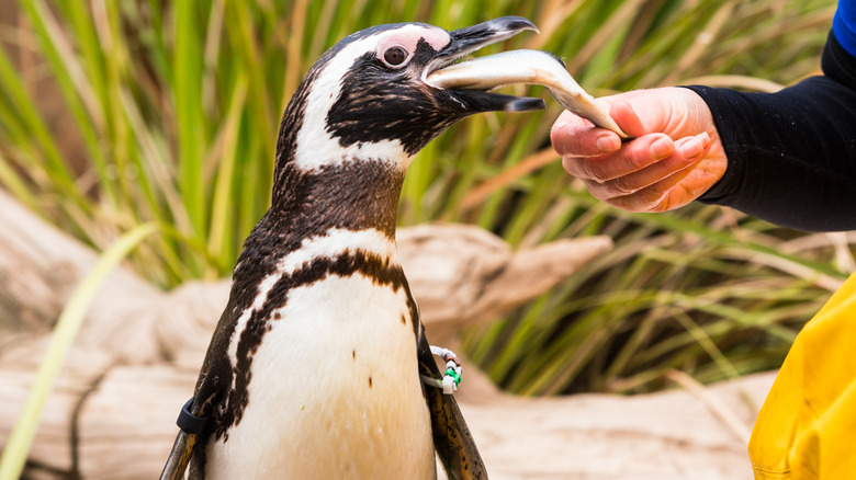human hand feeding penguin