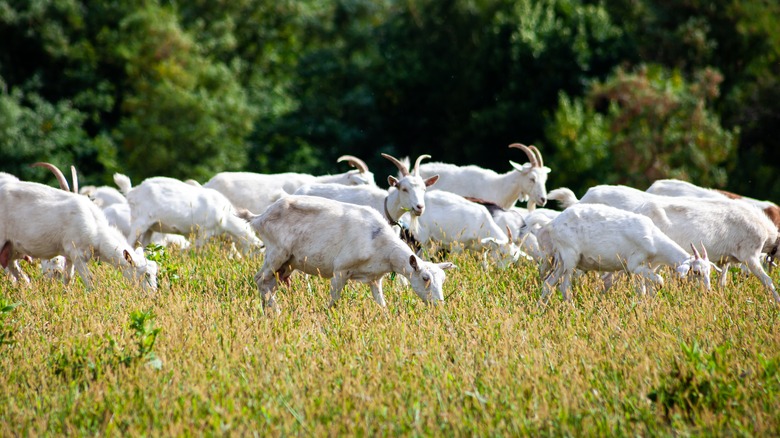 goats eating grass in field