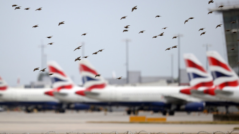 flock of birds flying near an airport