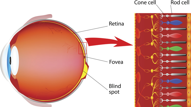 Depiction of the photoreceptor cells in the human eye.