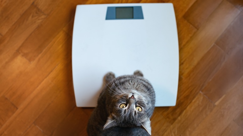 cat on scales looking up at viewer