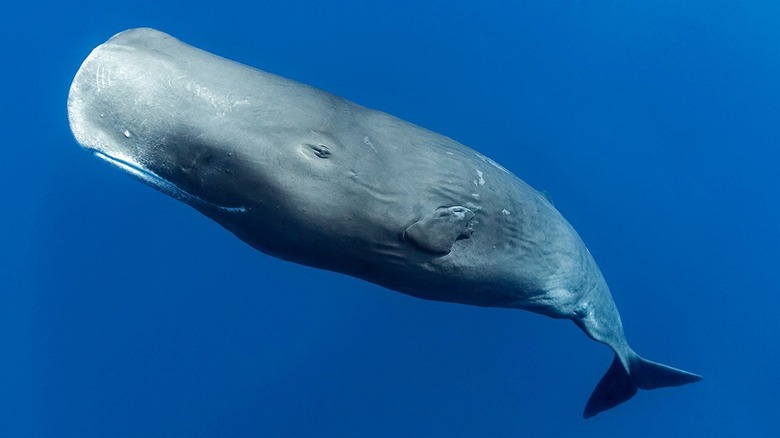 Sperm whale