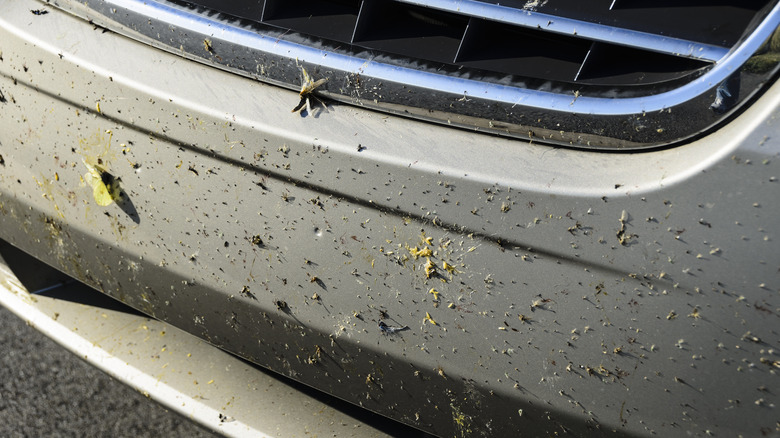 Dead bugs on bumper and grille