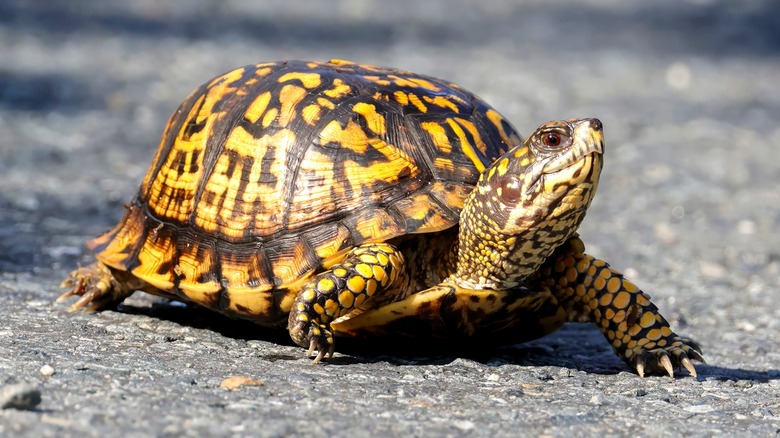 Box turtle on the road