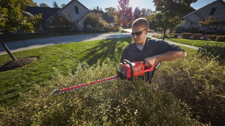 Man using hedge trimmer on bush