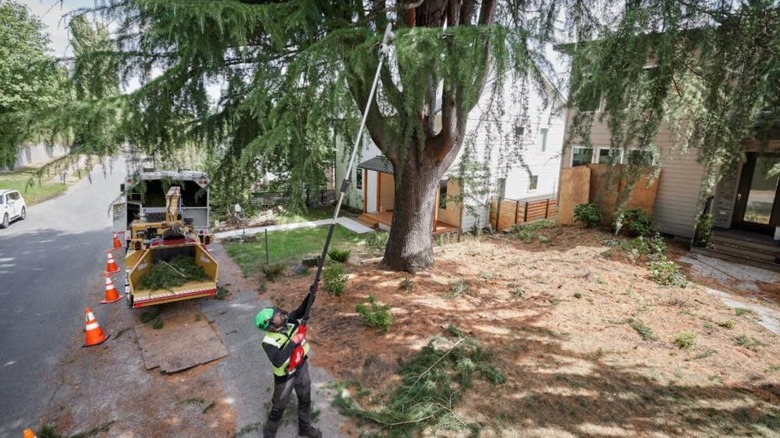 Man using pole saw on tree