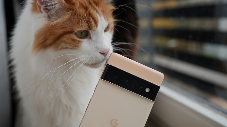 Google Pixel 6 next to a cat