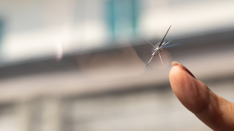 Pointing at chip in windshield