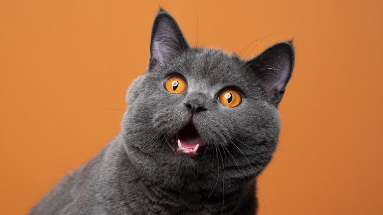 Cat looks surprised with open mouth 