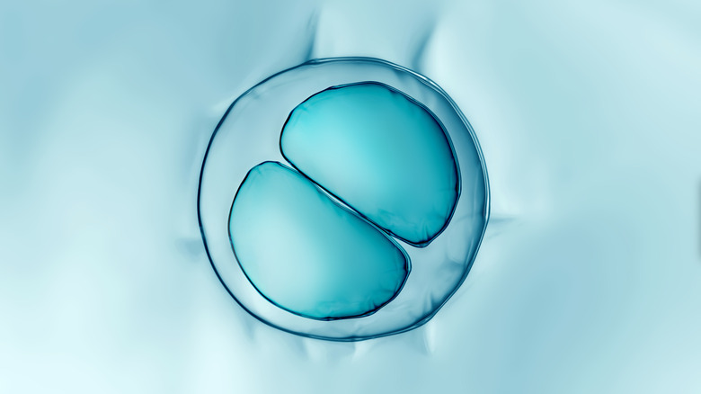 Cell division