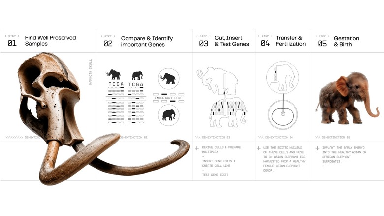 Exclusive graphic of Colossal mammoth creation process