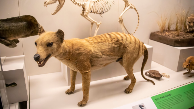 Thylacine museum specimen