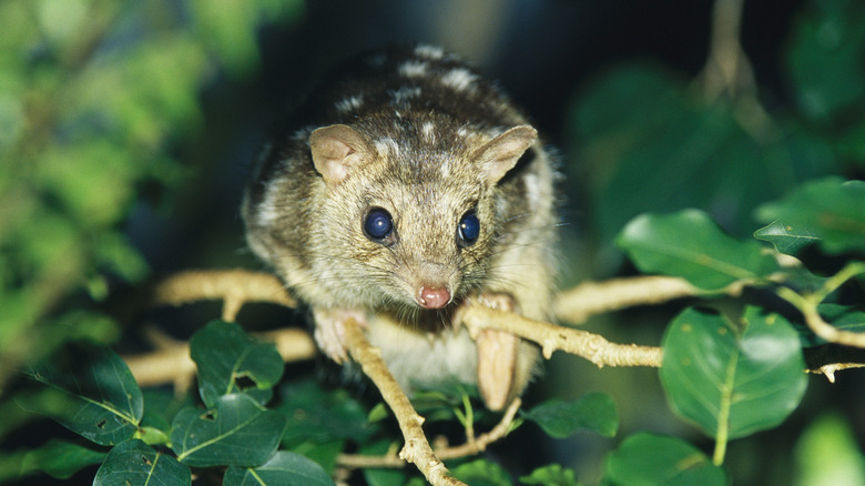 Northern quoll