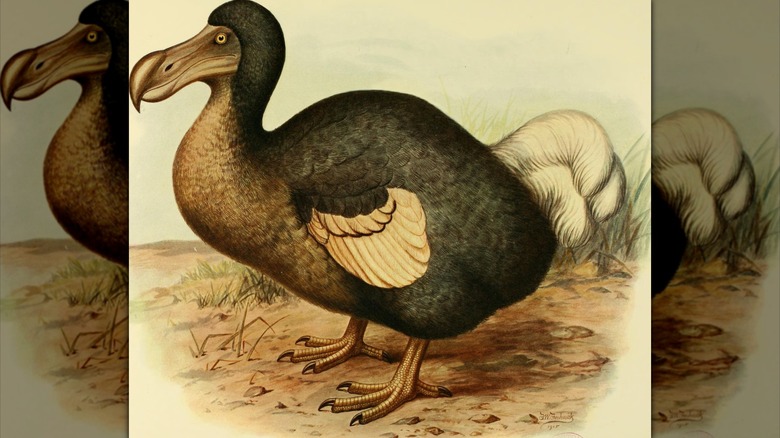 Illustration of a dodo bird