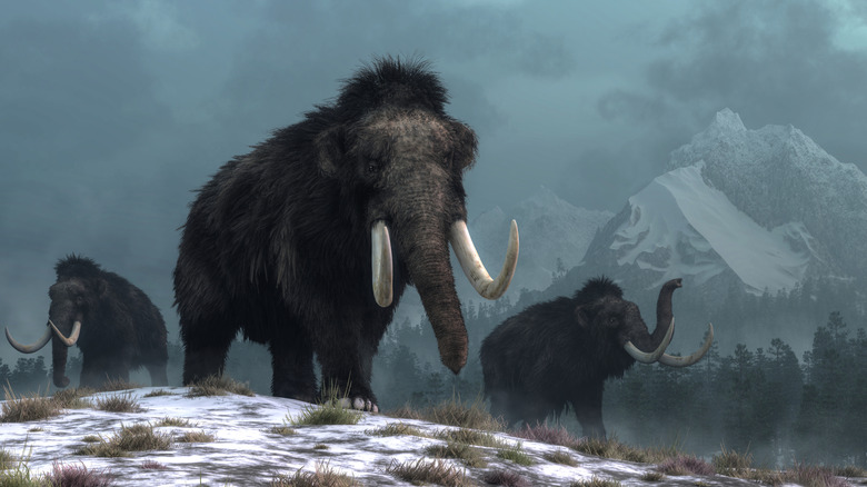 Illustration of three mammoths